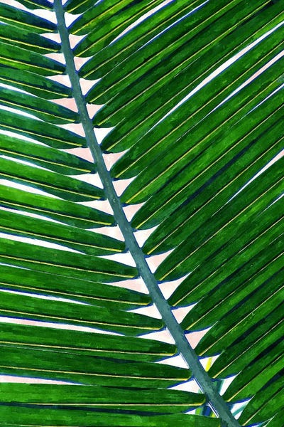 Foliage III by 83 Oranges canvas print