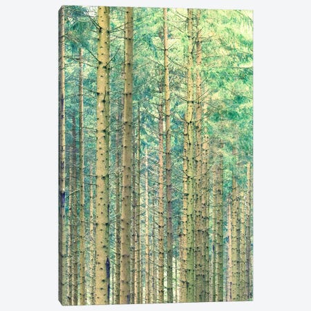 Locked In The Woods Canvas Print #UMA1843} by 83 Oranges Canvas Print