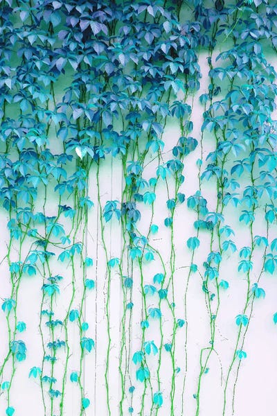 Average Absence, Botanical Minimal Nature Creepers Plants by 83 Oranges canvas print