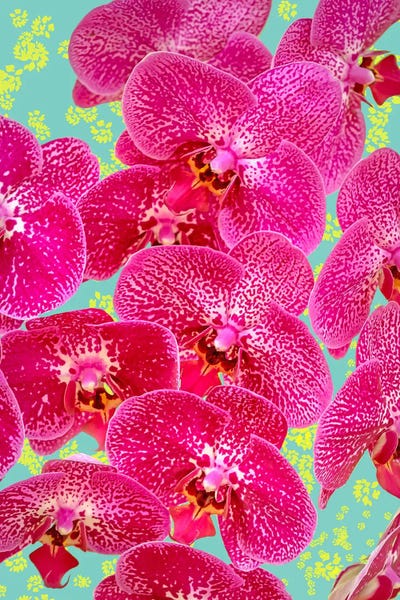 Orchids: Finding My Way Back To Myself by 83 Oranges