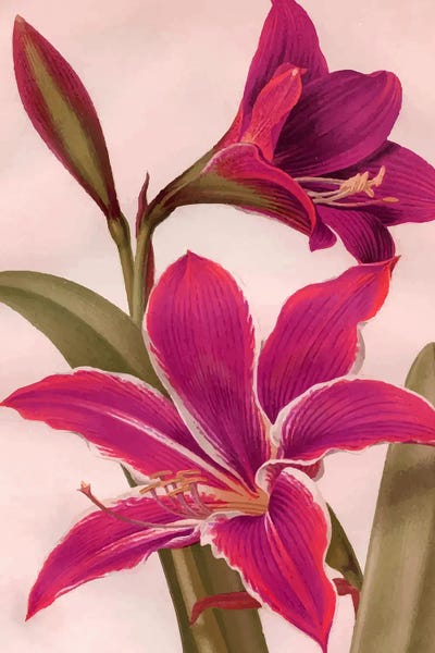 Lilies: Vintage Floral by 83 Oranges