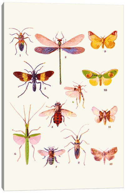 Beautiful Creatures Canvas Art Print - Dragonfly Art