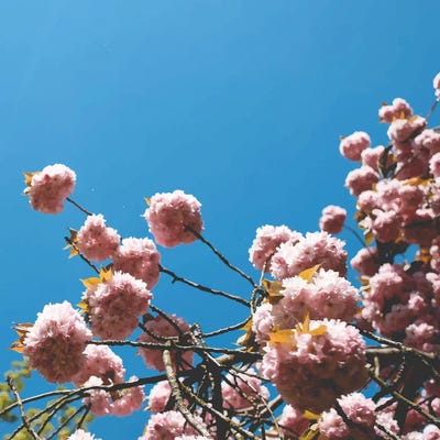 Pink Summer by 83 Oranges canvas print