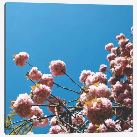 Pink Summer Canvas Print #UMA2030} by 83 Oranges Canvas Wall Art