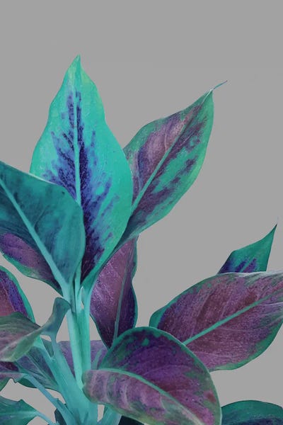 Still Nature by 83 Oranges canvas print