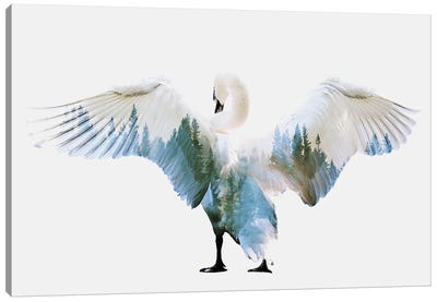 Swan Canvas Art Print - Swan Art