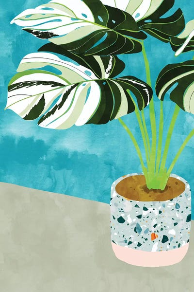 Monsteras: Variegated Monstera by 83 Oranges