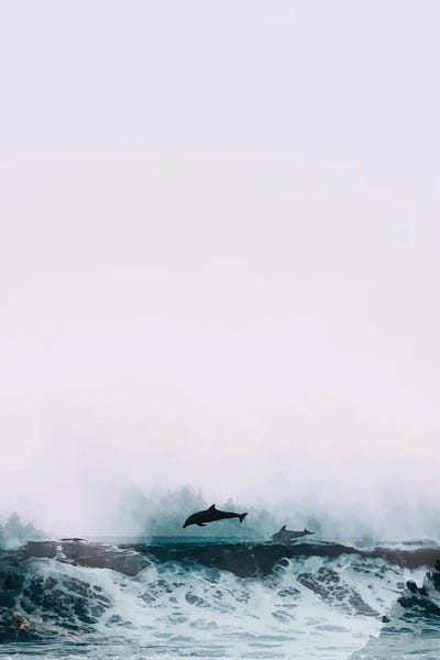 Dolphins: The Song Of Freedom by 83 Oranges