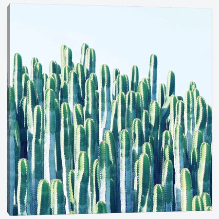 Cactus Plants Canvas Print #UMA21} by 83 Oranges Canvas Art Print