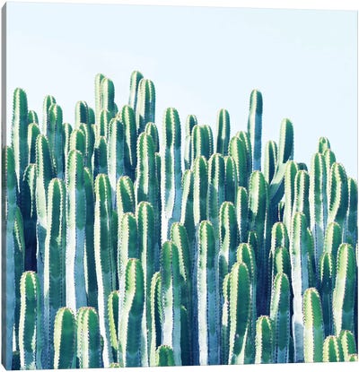 Cactus Plants Canvas Art Print