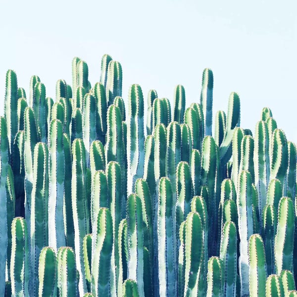 Southwest Décor: Cactus Plants by 83 Oranges