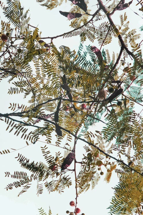 Patterns In Nature by 83 Oranges wall art