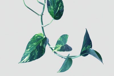 Projection And Emotion by 83 Oranges canvas print