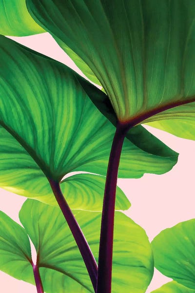 Pineapples: Charming Sequence by 83 Oranges