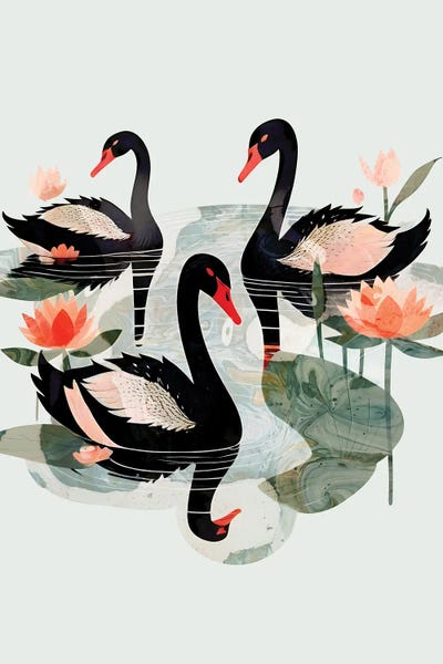 Swans: Black Swans by 83 Oranges