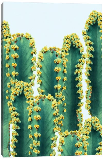 Adorned Cactus Canvas Art Print - Vegetable Art