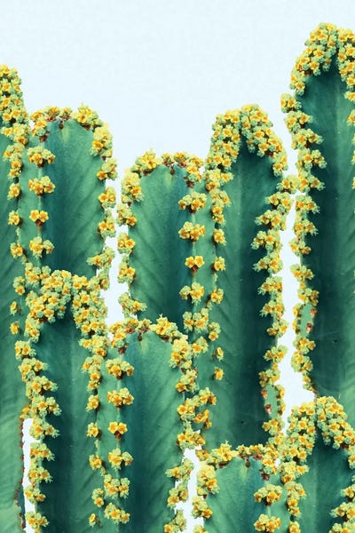 Southwest Décor: Adorned Cactus by 83 Oranges