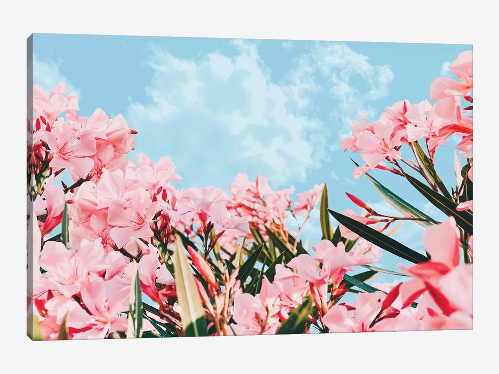 Blush Blossom II by 83 Oranges 1-piece Canvas Art