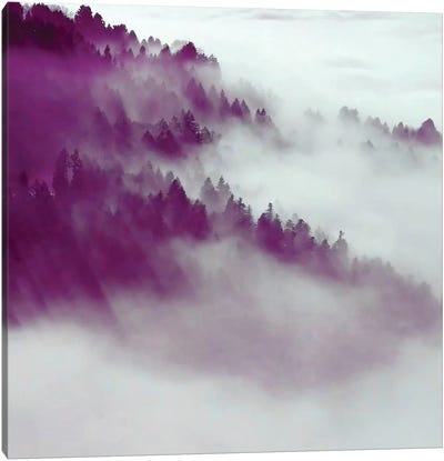 Forest Fog Canvas Art Print - Evergreen Tree Art