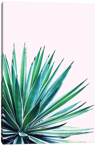 Agave Love Canvas Art Print - Plant Art