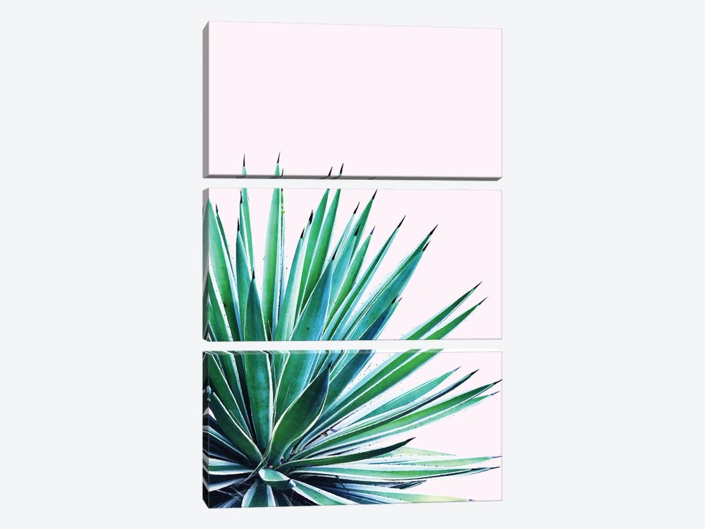 Agave Love by 83 Oranges 3-piece Canvas Print