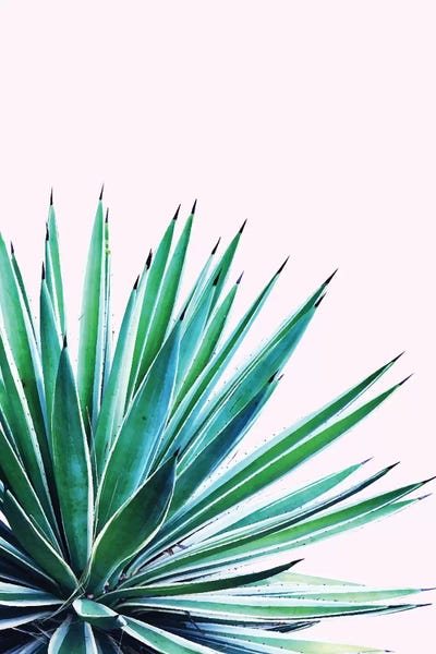 Pineapples: Agave Love by 83 Oranges