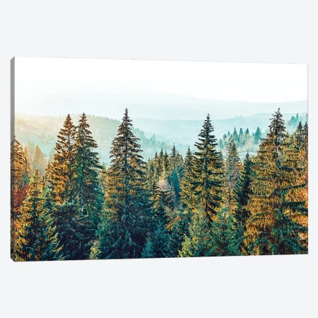 Pine Beauty Canvas Print #UMA512} by 83 Oranges Canvas Art Print