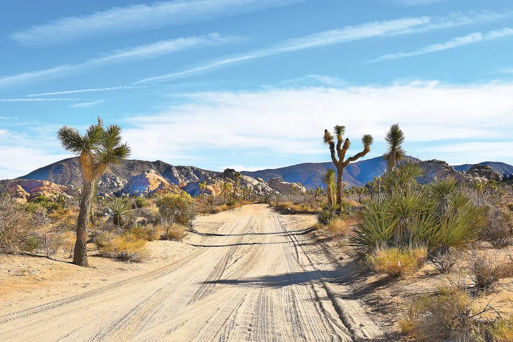 Joshua Tree II by 83 Oranges wall art