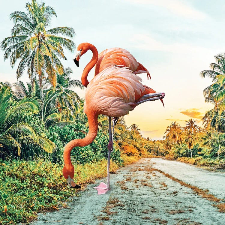 Flamingo Vacay