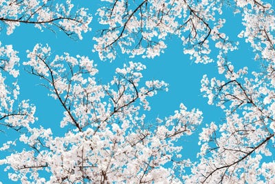 White Blossom by 83 Oranges framed canvas print