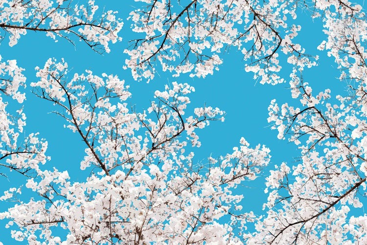 White Blossom by 83 Oranges wall art