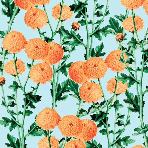Chrysanthemums: Summer Bloom by 83 Oranges