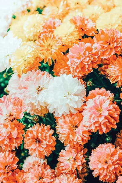 Garden Song by 83 Oranges canvas print