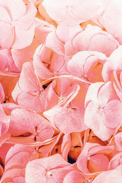 Blushing by 83 Oranges framed canvas print