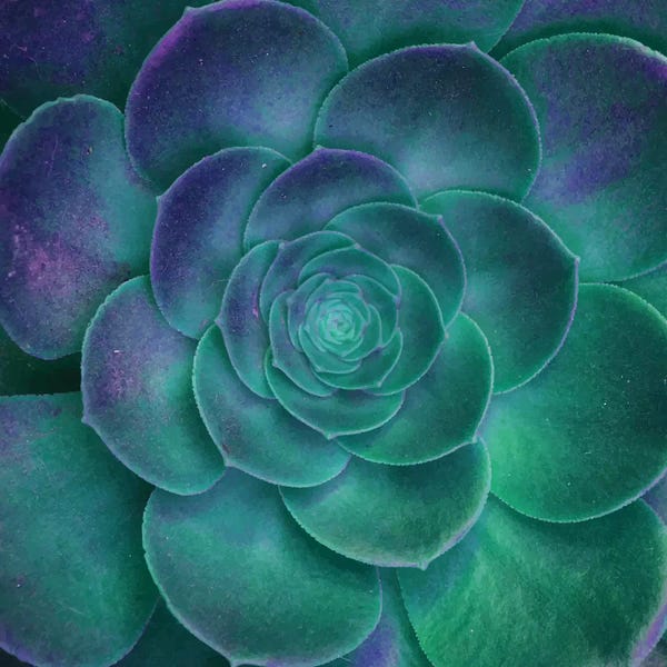 Succulents: Surrealism II by 83 Oranges