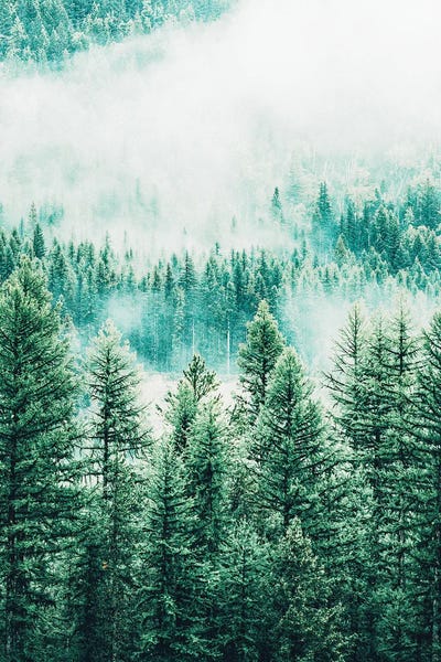 Forest And Fog by 83 Oranges canvas print