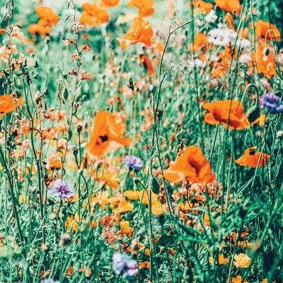 Eva by 83 Oranges framed canvas print