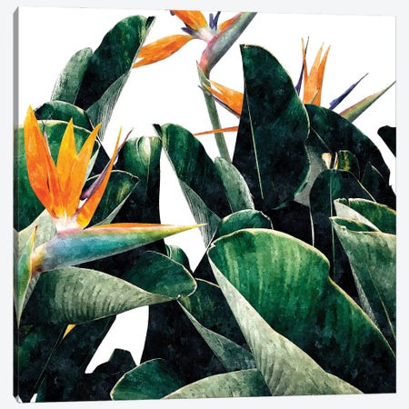 Paradise Bird Canvas Print #UMA804} by 83 Oranges Canvas Art