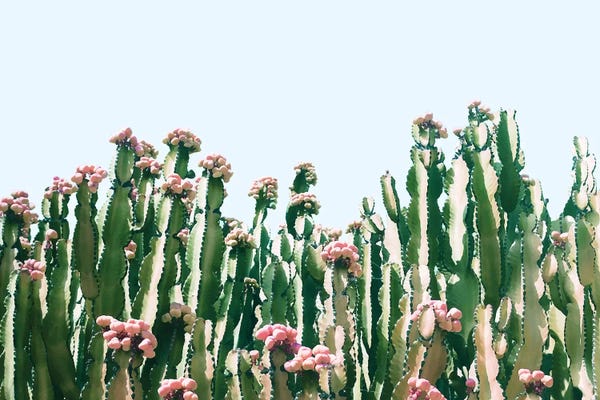 Succulents: Cactus Blush by 83 Oranges