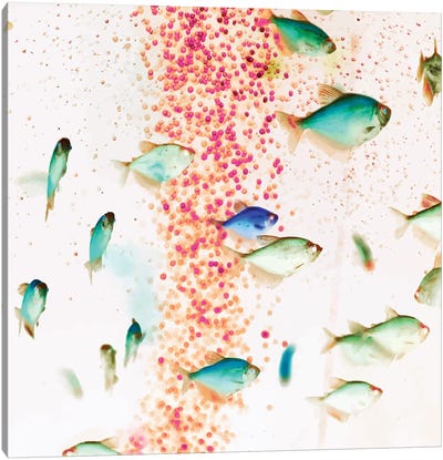 Something Fishy, Pink Bubbles & Blue Green Fish Graphic Design Digital Eclectic Surrealism Canvas Art Print - Fish Art