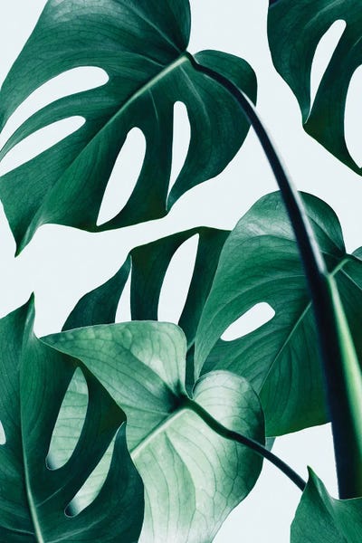 Monsteras: Monstera by 83 Oranges