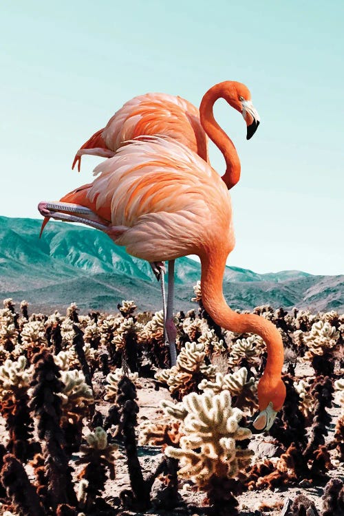 Flamingos In The Desert