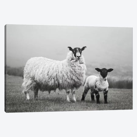 Islay Sheep I Canvas Print #URA103} by Laura Marshall Canvas Art Print