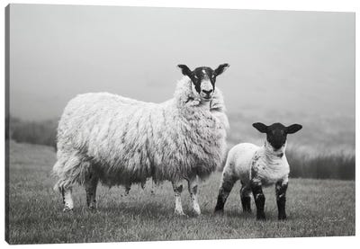 Islay Sheep I Canvas Art Print