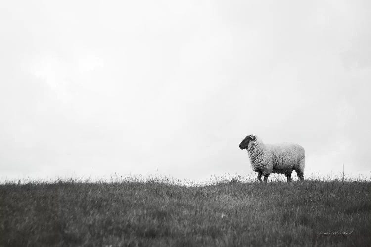 Islay Sheep II