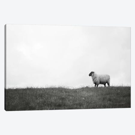 Islay Sheep II Canvas Print #URA104} by Laura Marshall Canvas Art