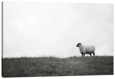 Islay Sheep II Canvas Art Print - Laura Marshall