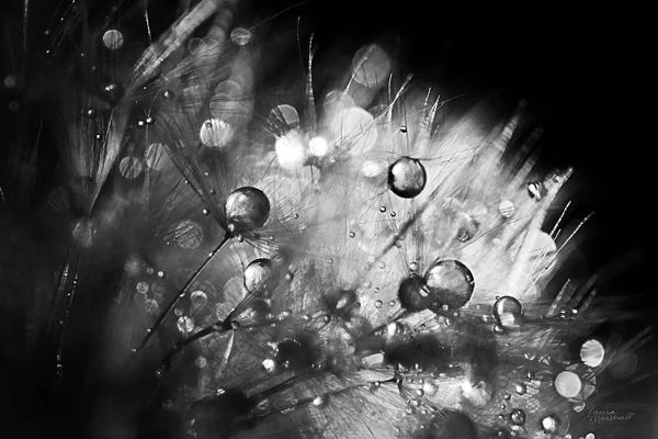 Dandelions: Dandelion Abstract I by Laura Marshall