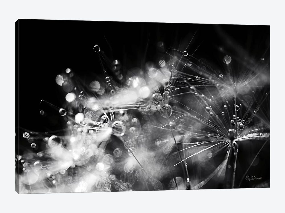 Dandelion Abstract II by Laura Marshall 1-piece Canvas Art Print