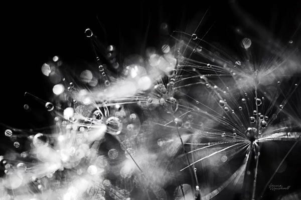 Dandelions: Dandelion Abstract II by Laura Marshall